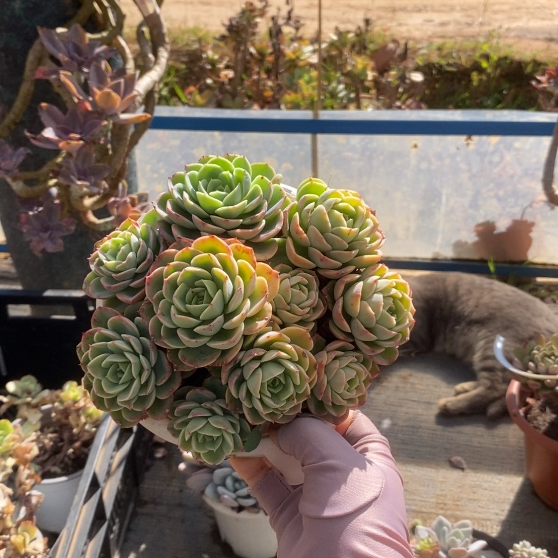 4053哈密瓜一物一拍