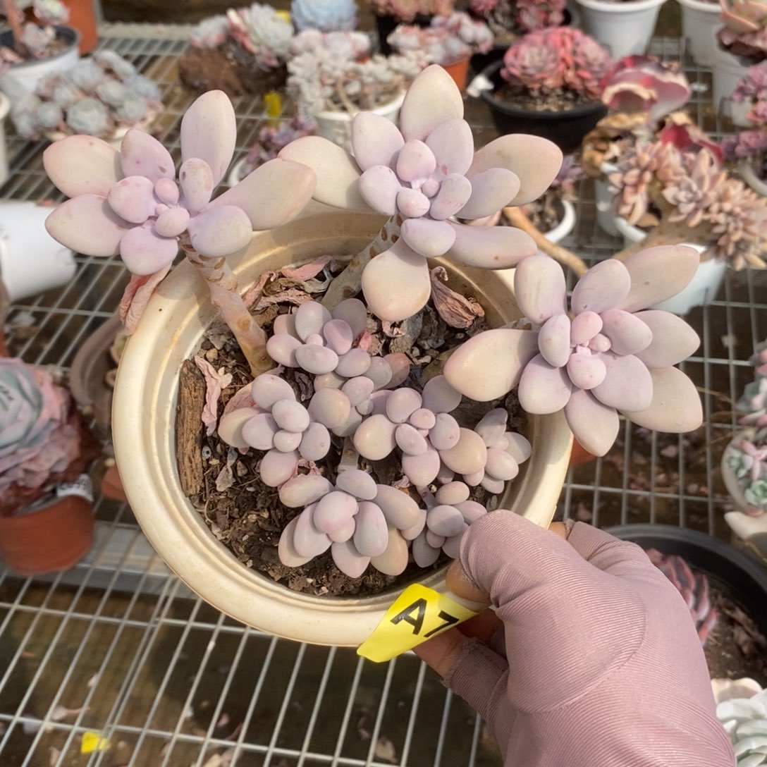 703桃蛋老桩一物一拍