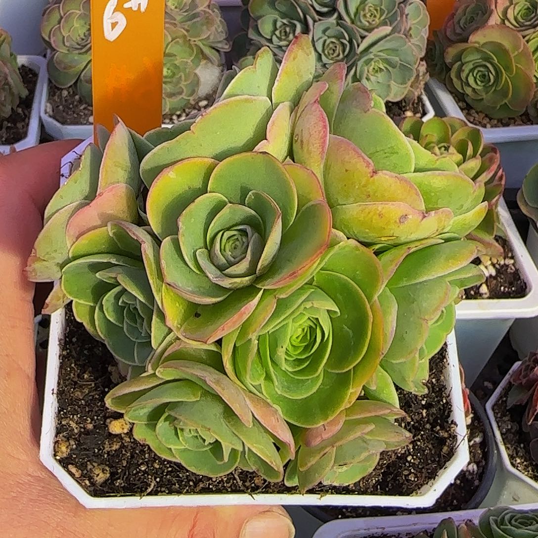 颜如玉二世 非偏远包邮事妈勿拍