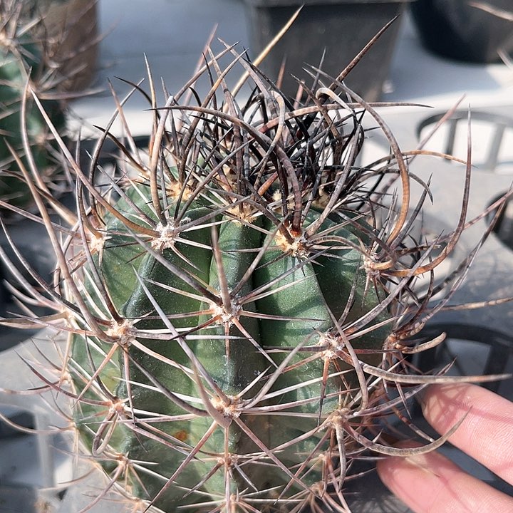 仙人球仙人球开花