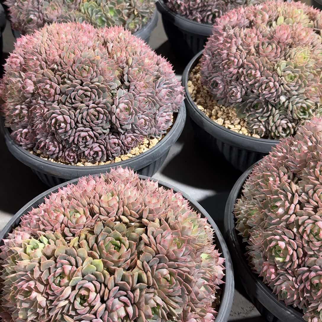 玫瑰夫人大群。