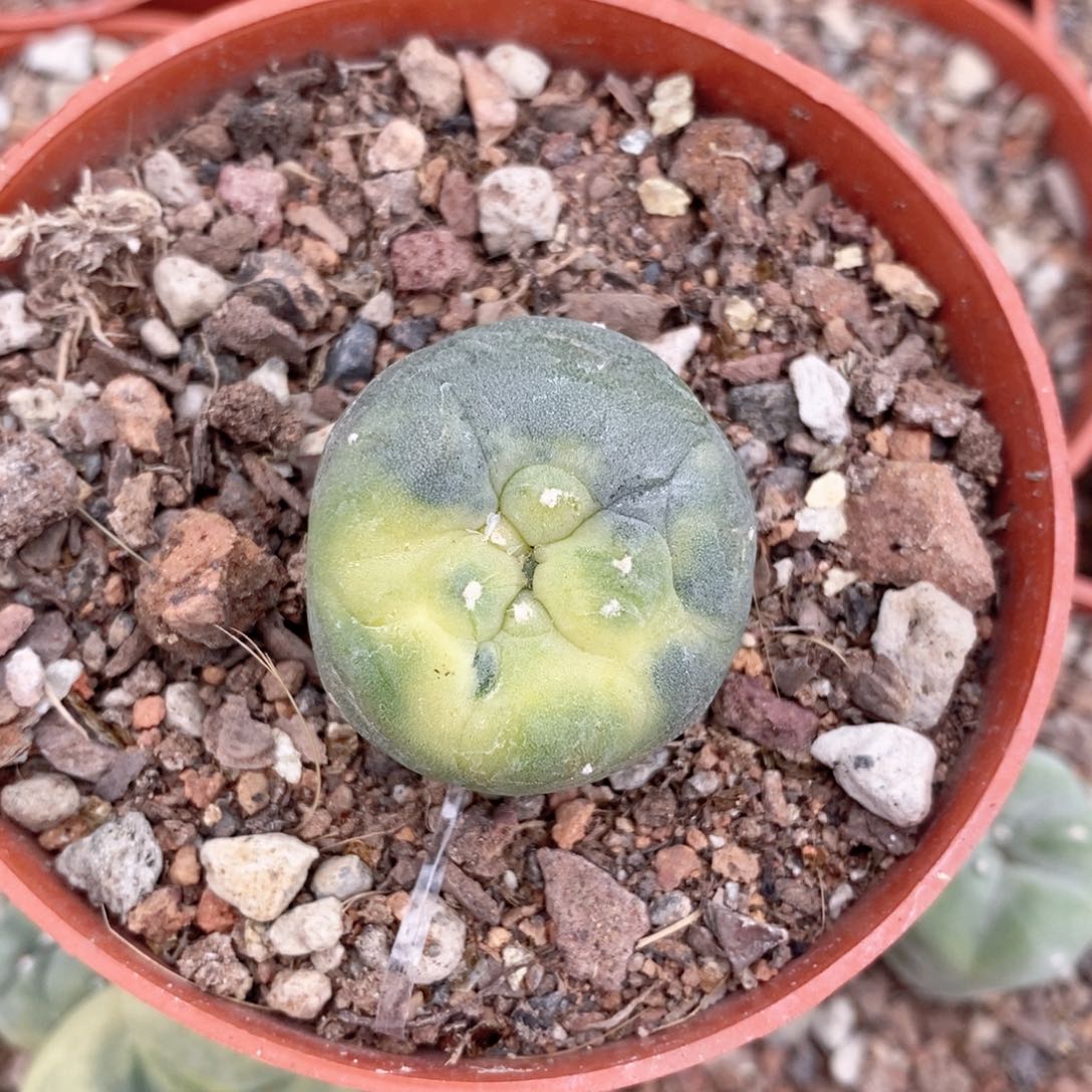 ?****?仙人球的世界里有