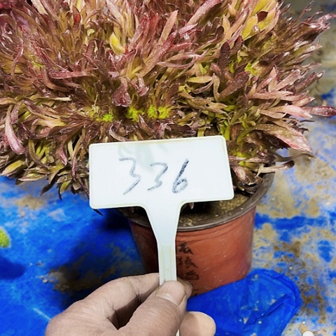 多肉植物红珊瑚缀花