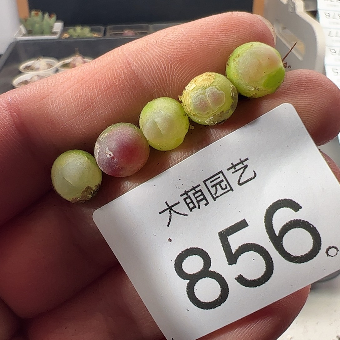 一物一拍。        856