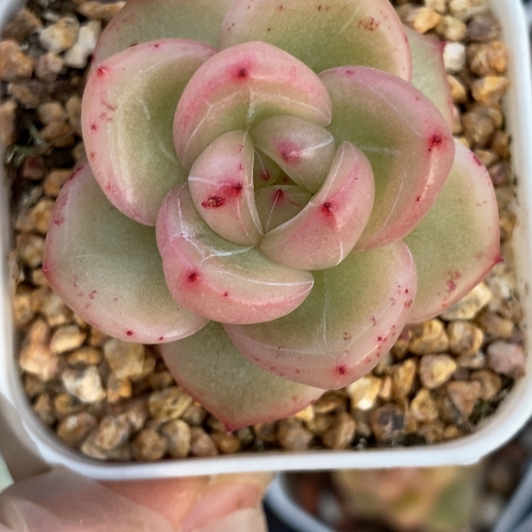 376东篱下多肉植物盆栽