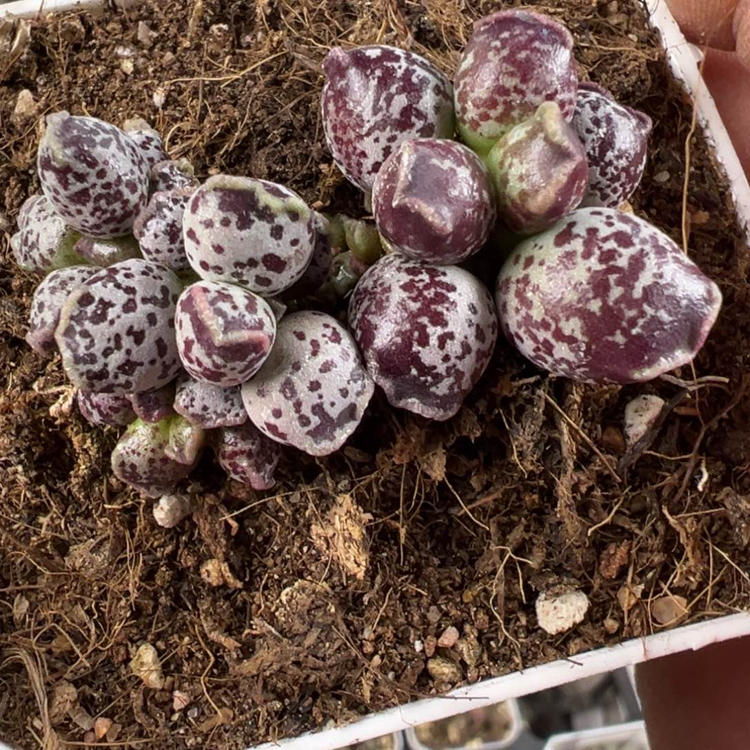 达摩海豹多肉植物水泡阴阳头