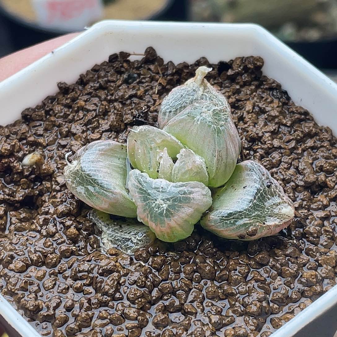 实生佛座箍 大罗卜根 致远多肉