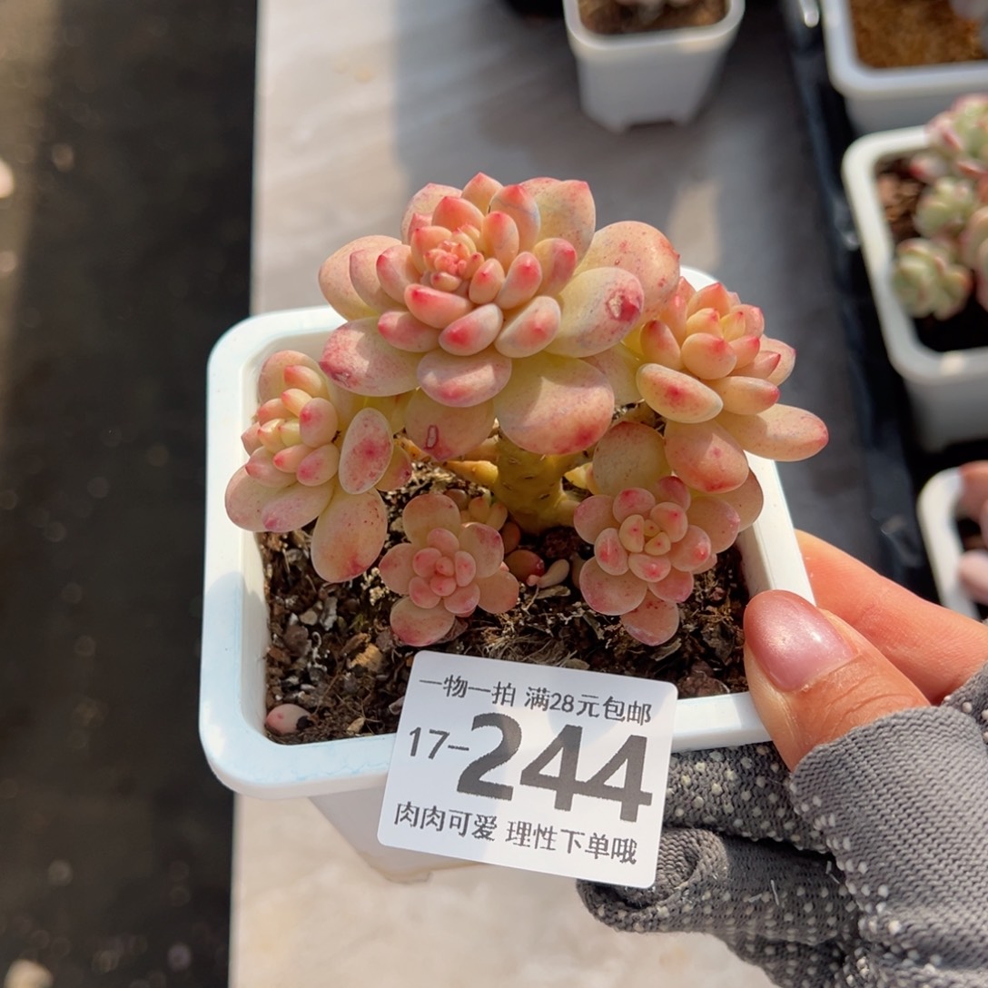 香格里拉多肉多肉多肉多肉