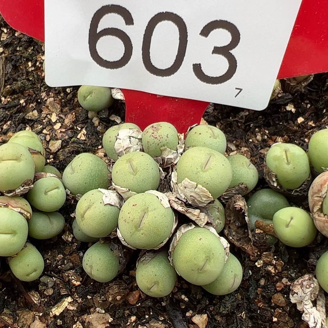 0000603 一物一拍脱土发