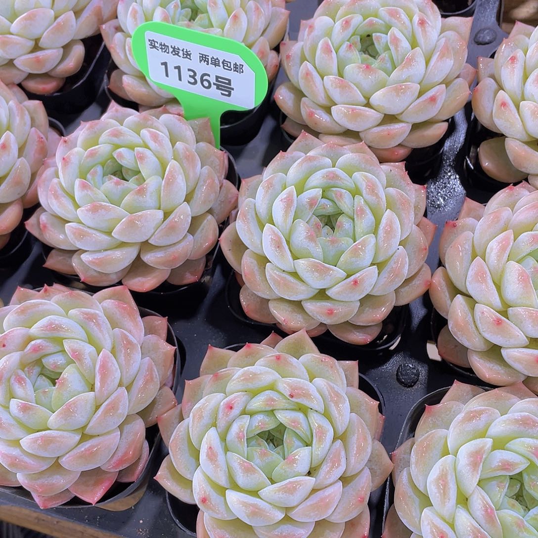 1136号 丸叶雪胖子珍妮单头一个