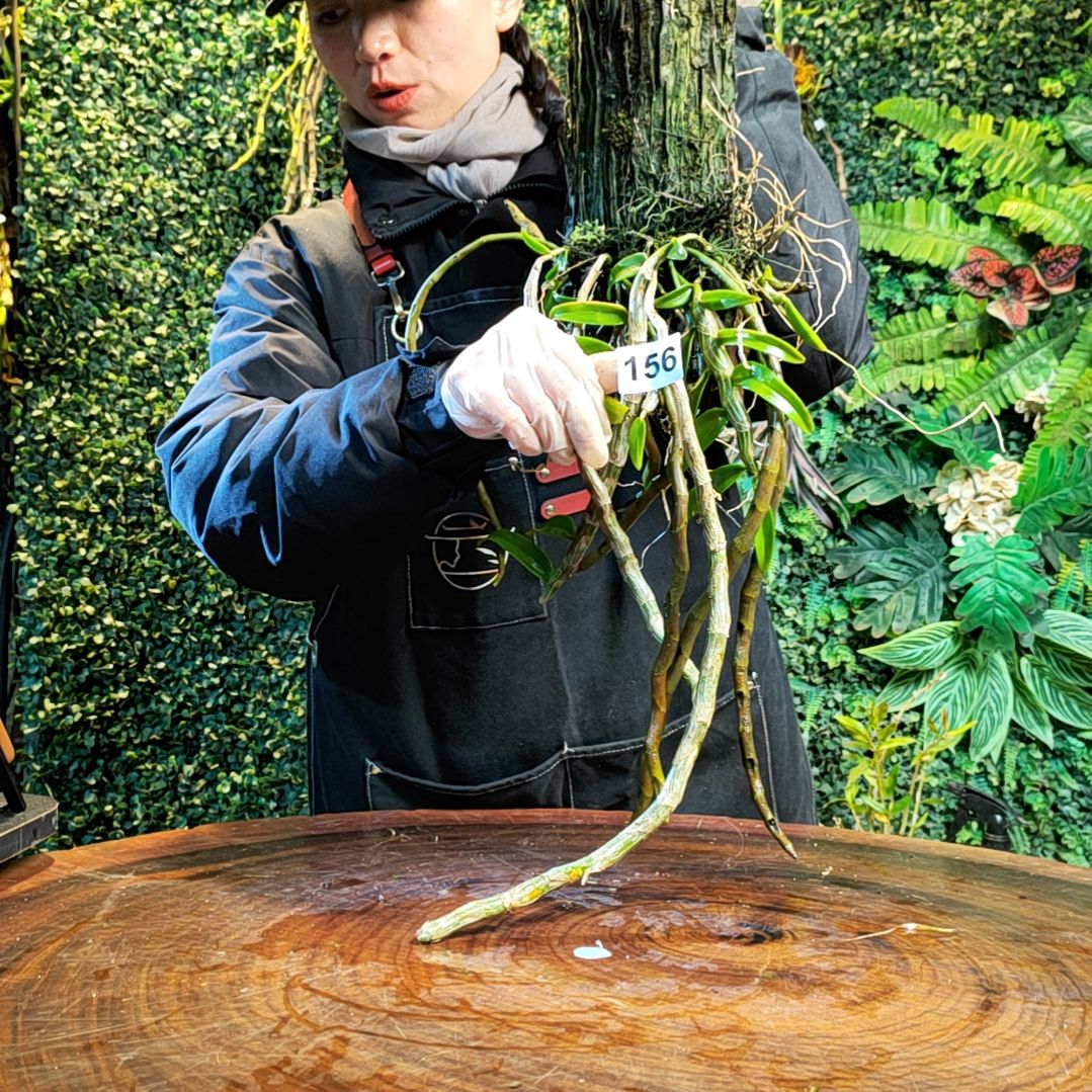 【闪购商品】156黄贝壳花