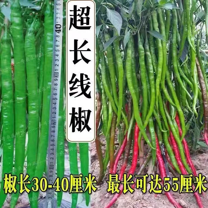 【超长线椒】适合四季种植可用于阳台盆栽地栽