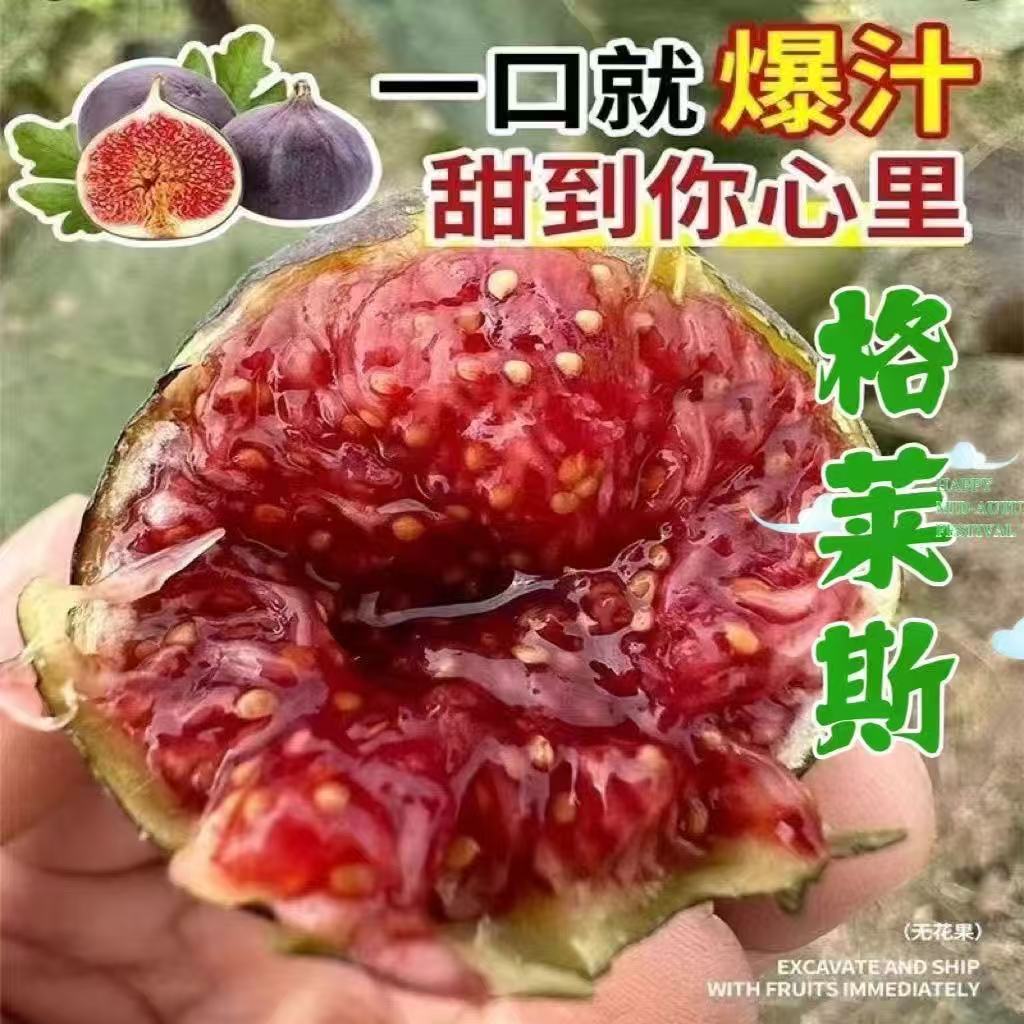 无花果树苗【2棵装】专拍链接