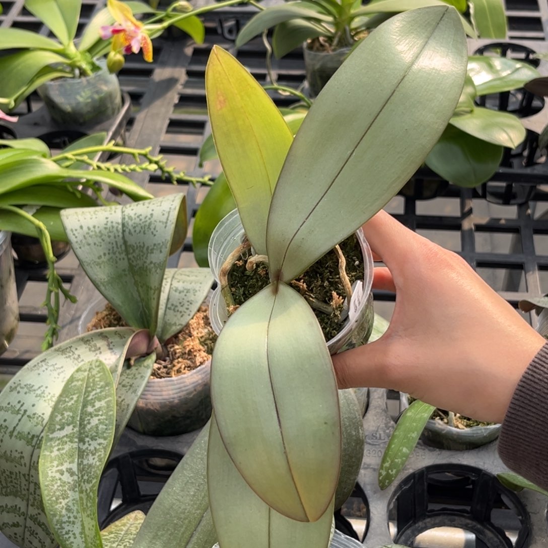 无花朵2.5寸西交黑曼尼苗