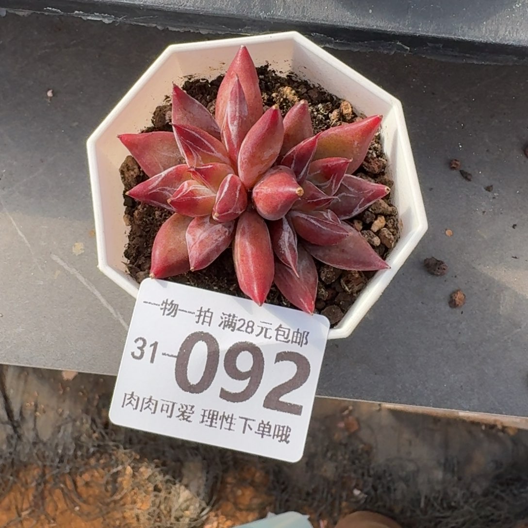 墨韵无盆土发货无盆