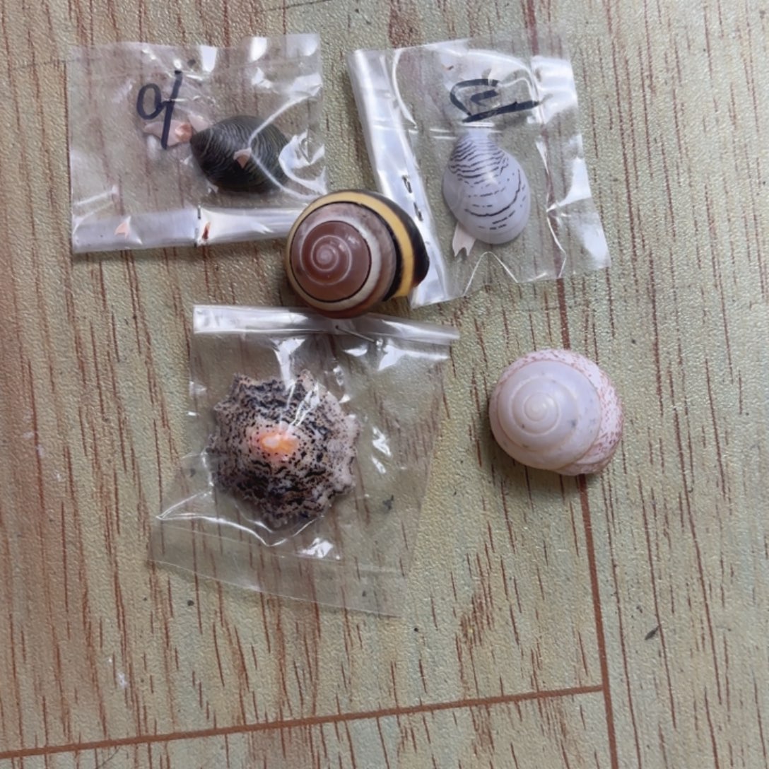 我***班天然海螺贝壳标本福利