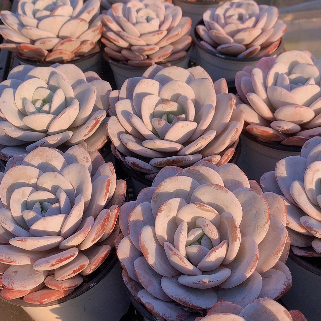 雪茶345678899990000