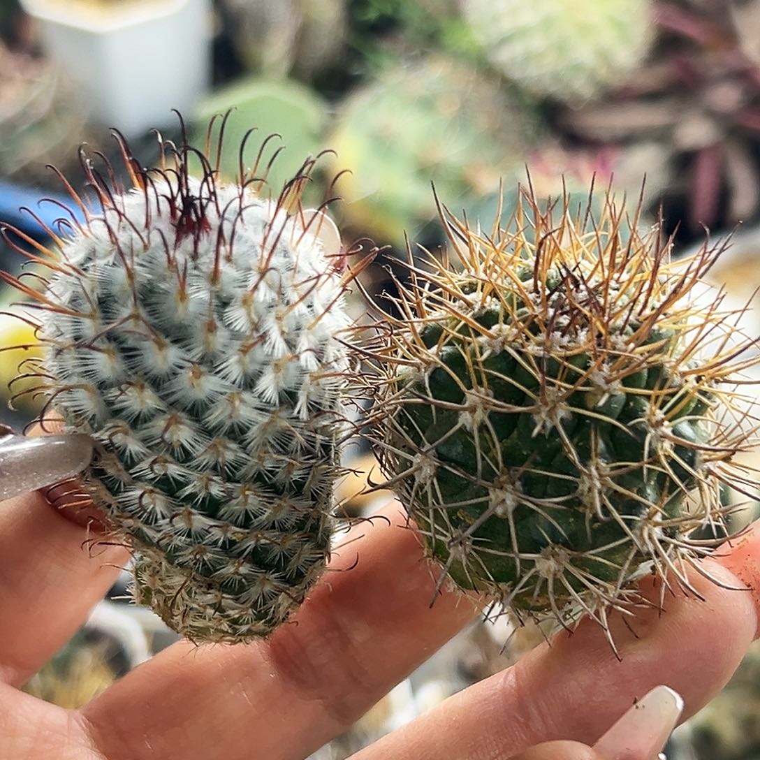 逆豹加曲词仙人球66666