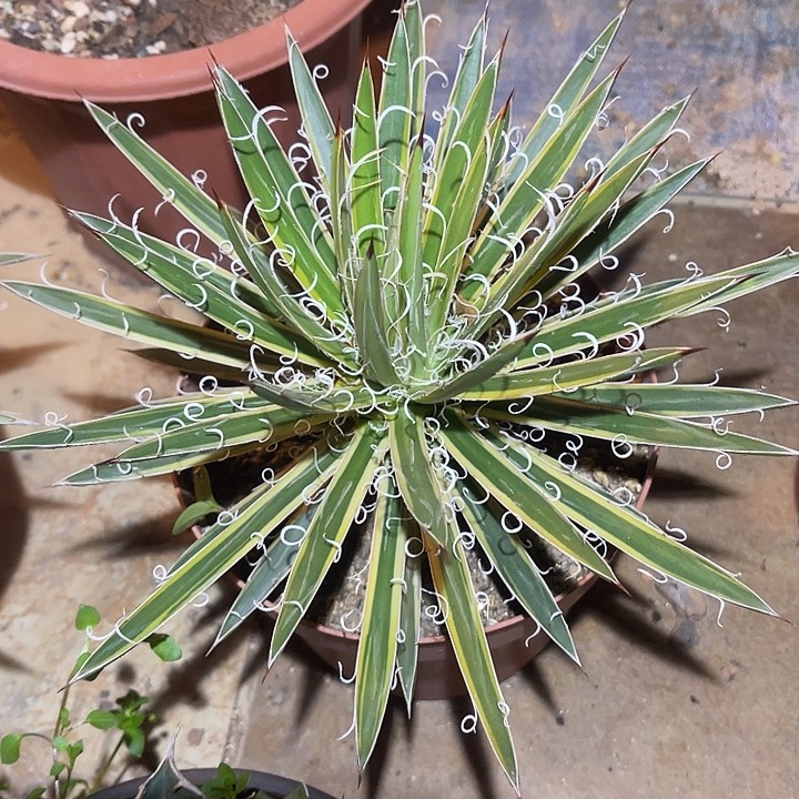 满38包邮2天凑单，脱土晾根发货多肉植物