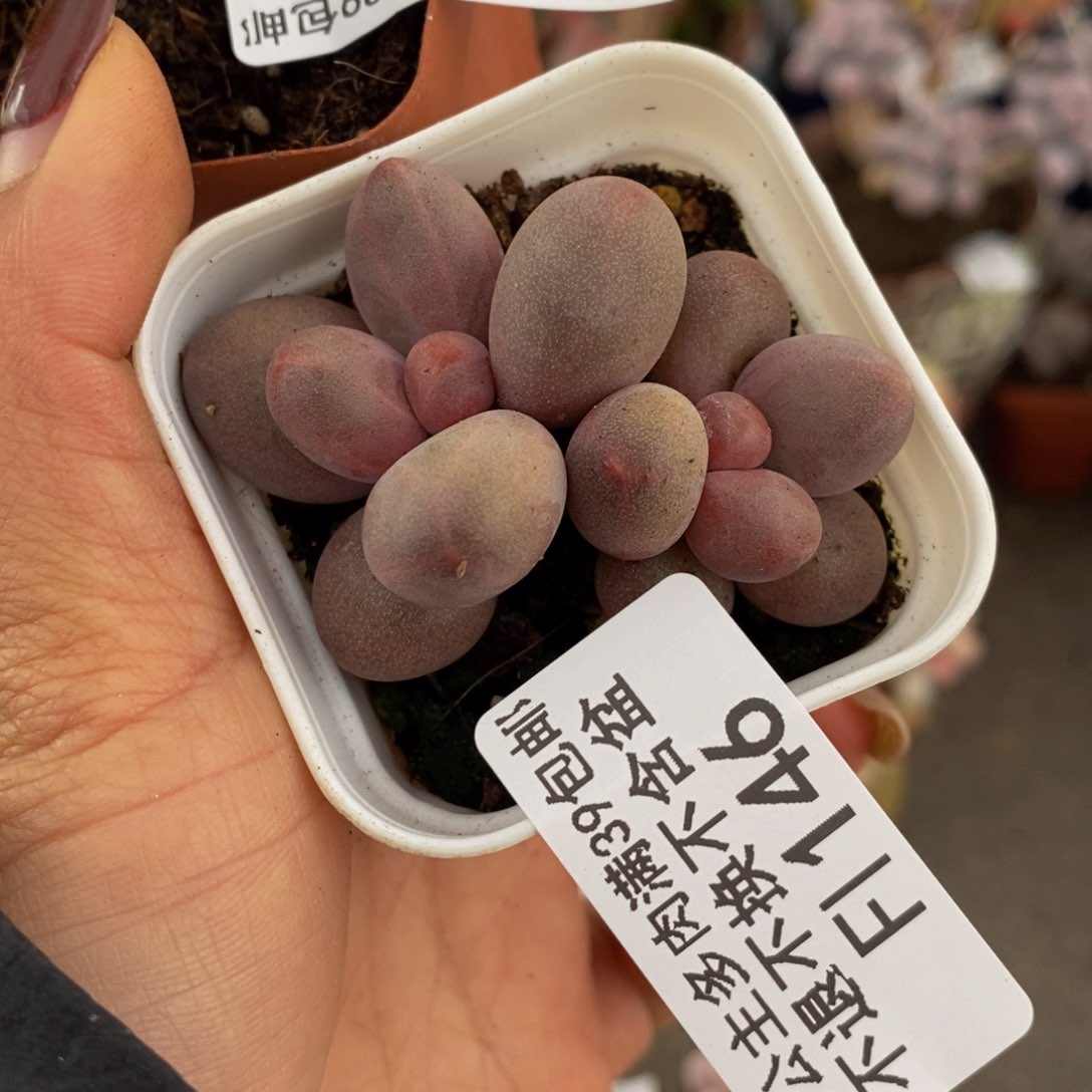 樱花洛神146/4c m