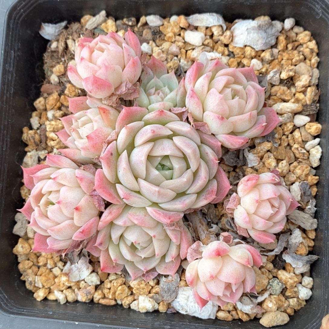 精品多肉一物一拍不包整175