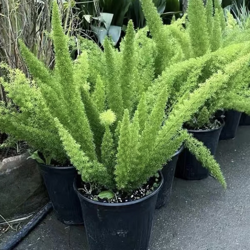 狐尾天门东 常绿多年生 庭院造景植物 耐热耐寒 包邮