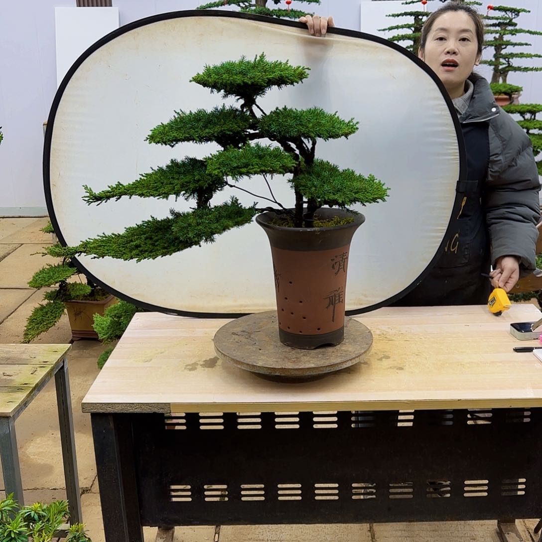 盆景直播间一物一拍