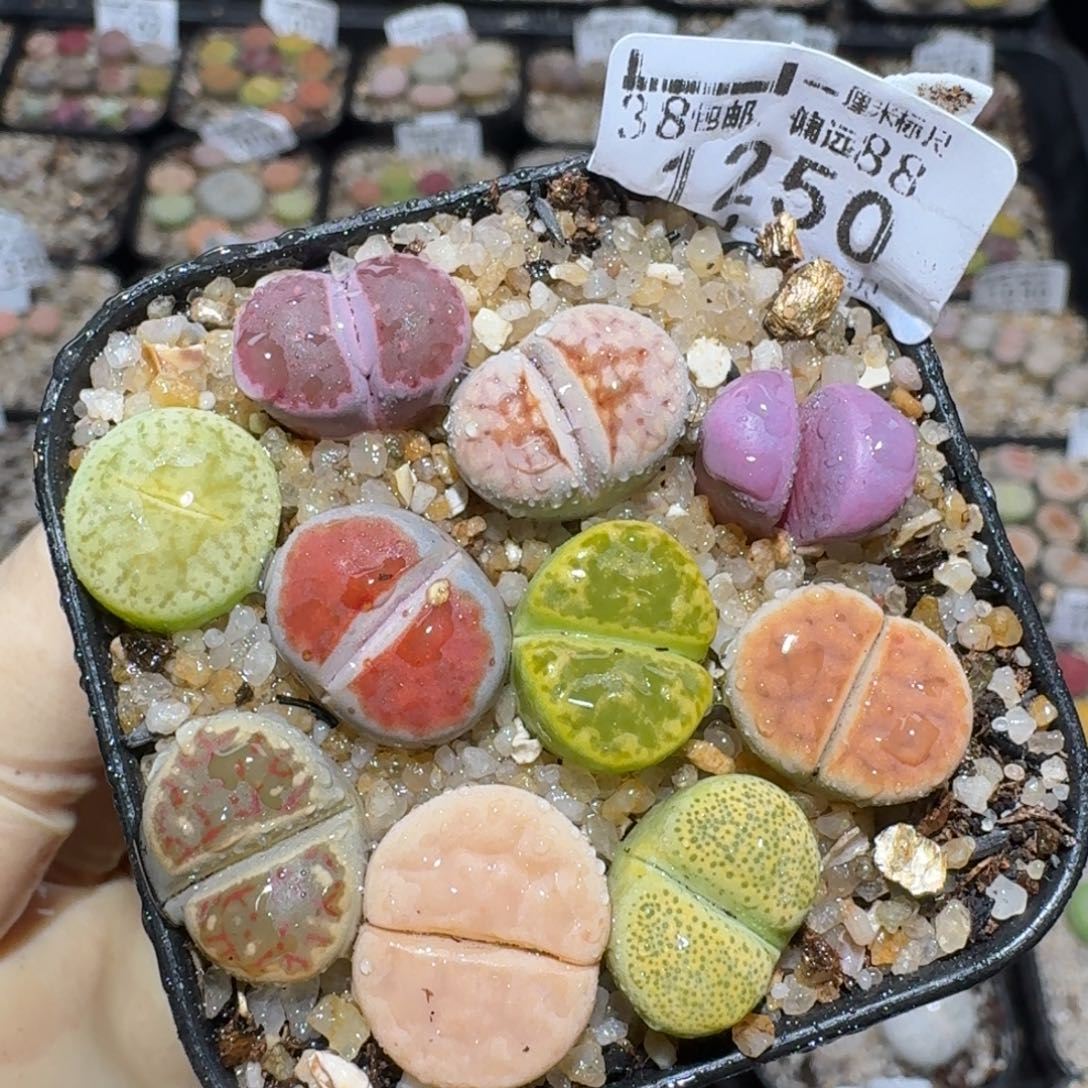 zzzz冬日限定福利1250