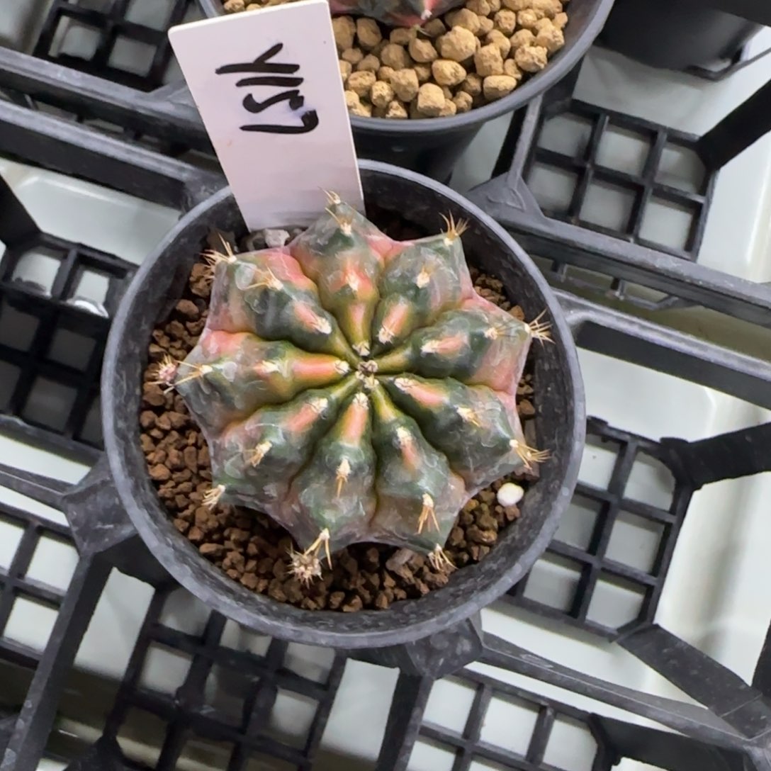 157-0213nick脱土发多肉