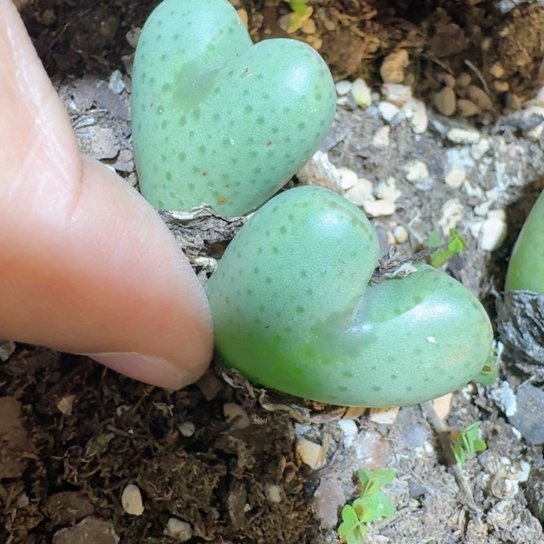 脱土发货...........