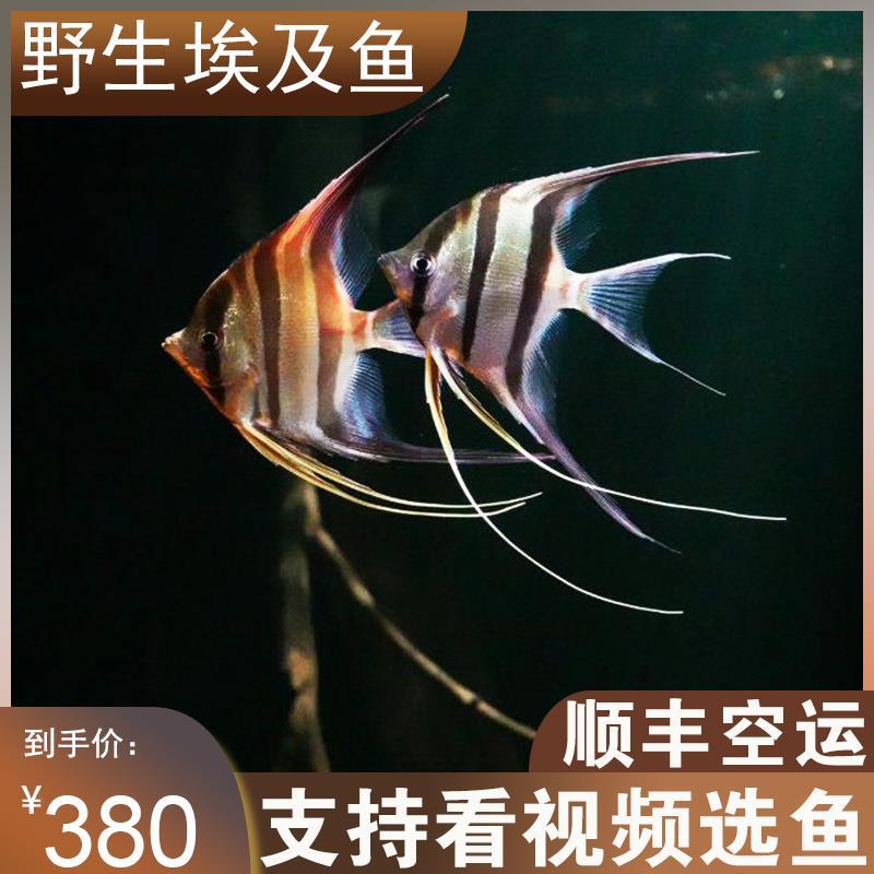 埃及神仙鱼野定水生委内瑞拉埃及哥伦比亚埃及鱼f1埃及神仙鱼燕鱼