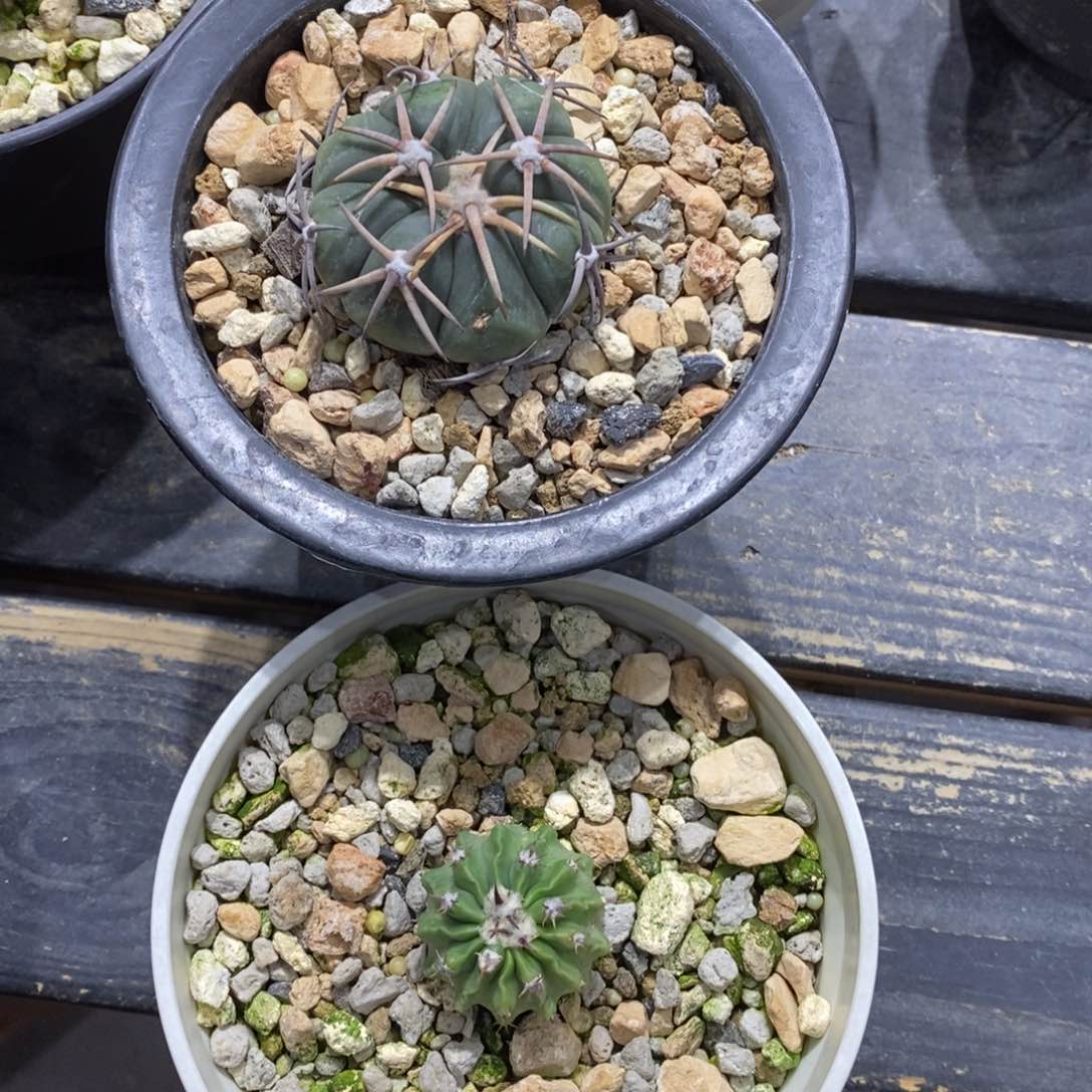 冰****7仙人球白刺翠平