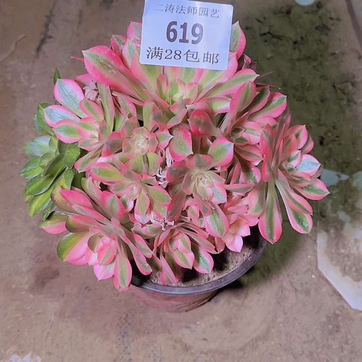 619粉女巫多肉植物老桩