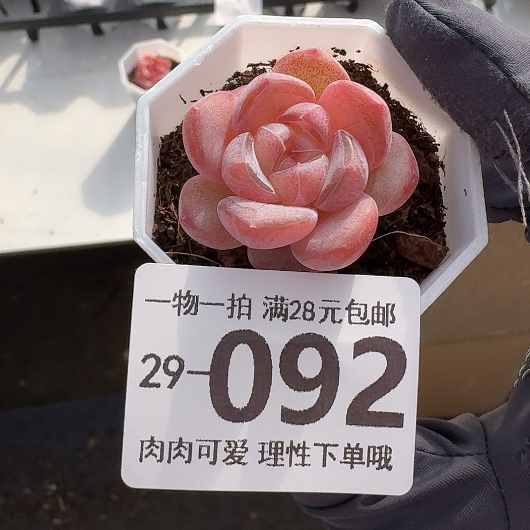 玉兔无盆土发货无