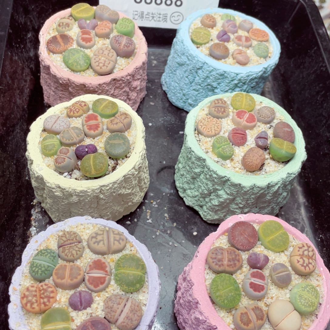 w88888树桩速干一份一盆 量拍