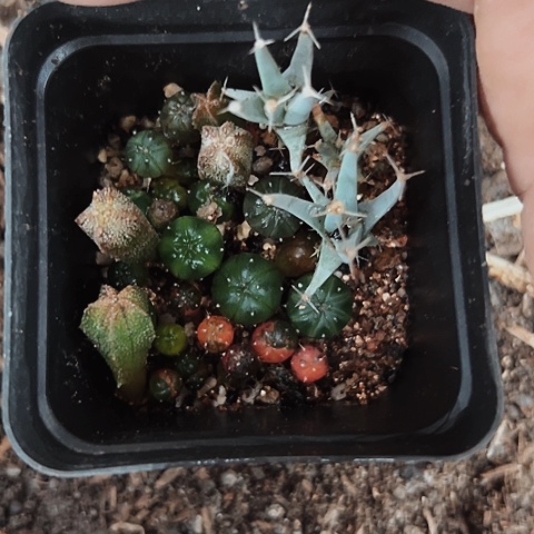 完全开放187小苗一盆
