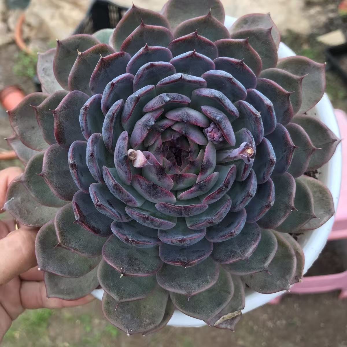新手好养的蓝莓多肉植物适合室内阳台种植