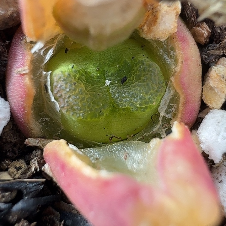 老马生石花雪茄1345