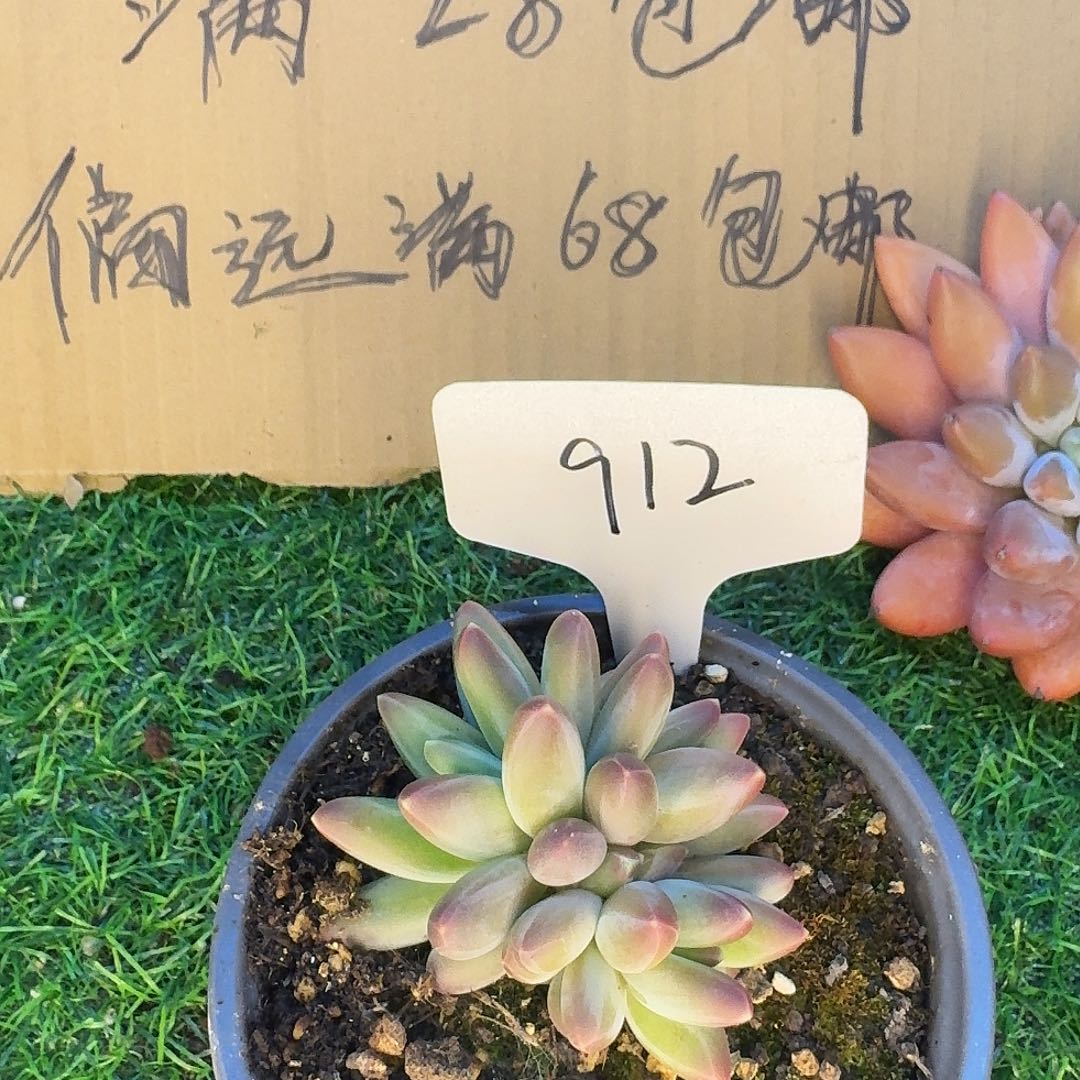 云南多肉小栈雪戴利912
