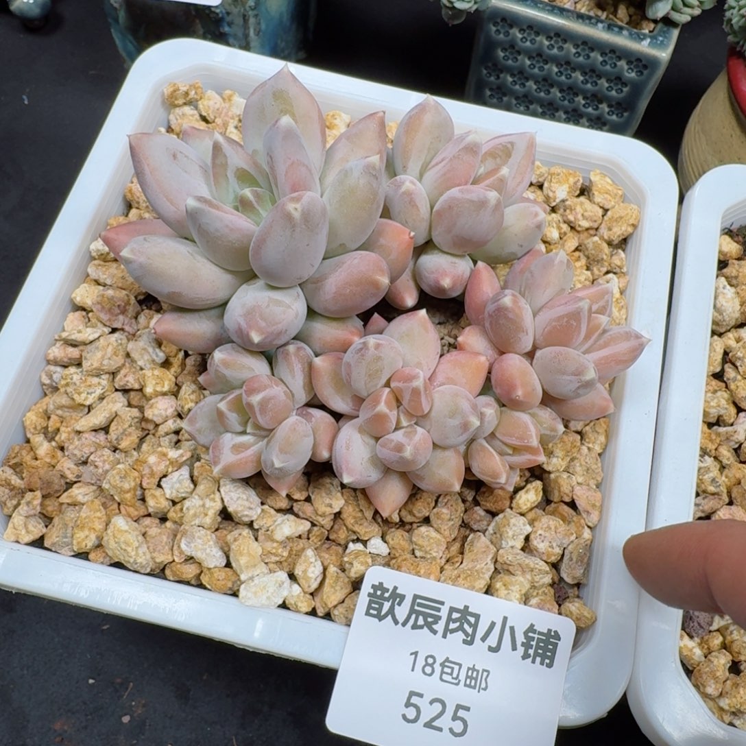 多肉植物  525  松果美人