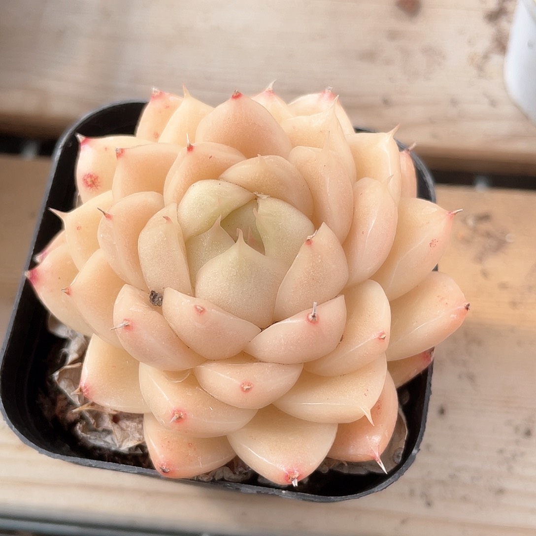 优选麦秆福利9221