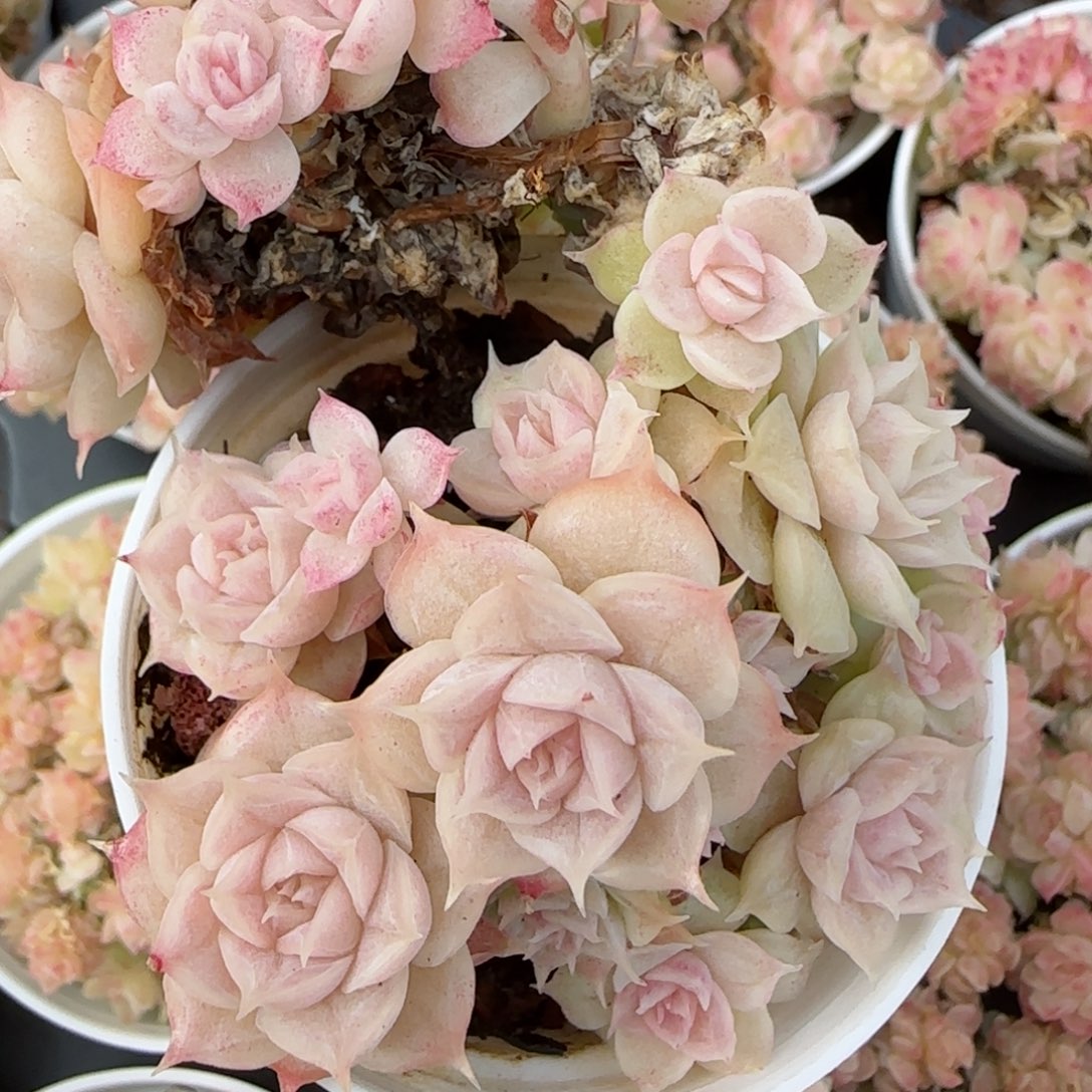 花语逸镜0215-462散福利