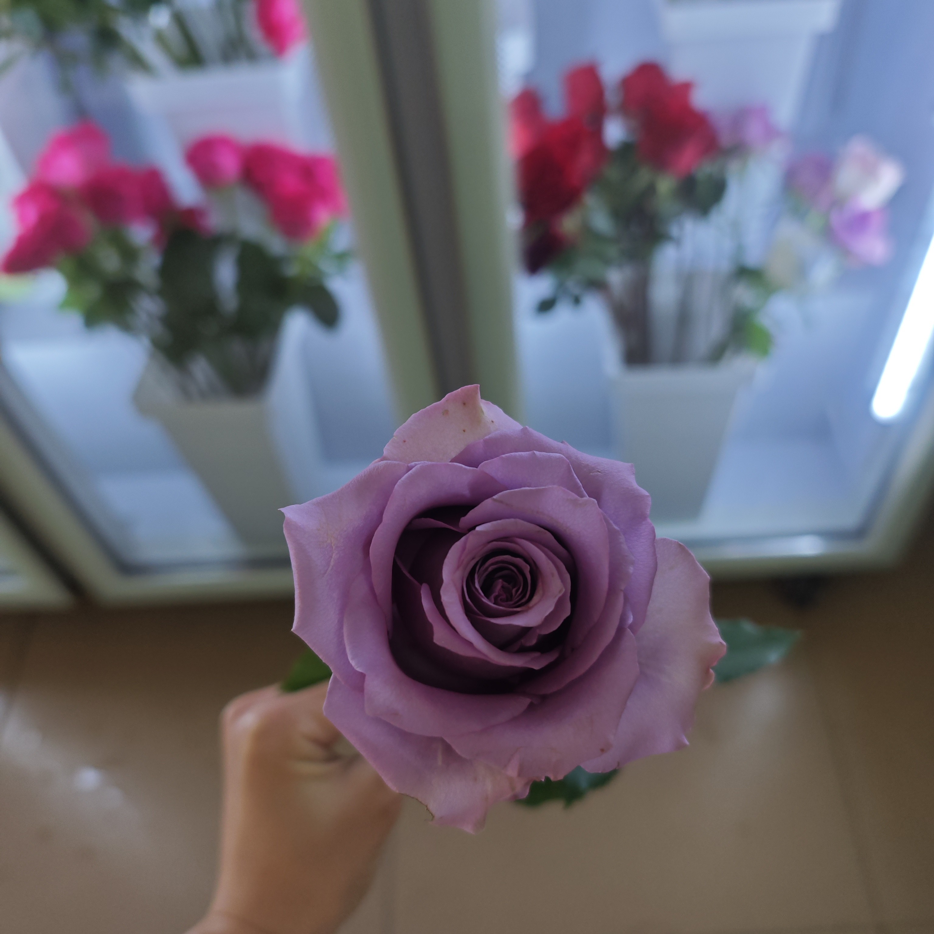 紫霞仙子紫色玫瑰
