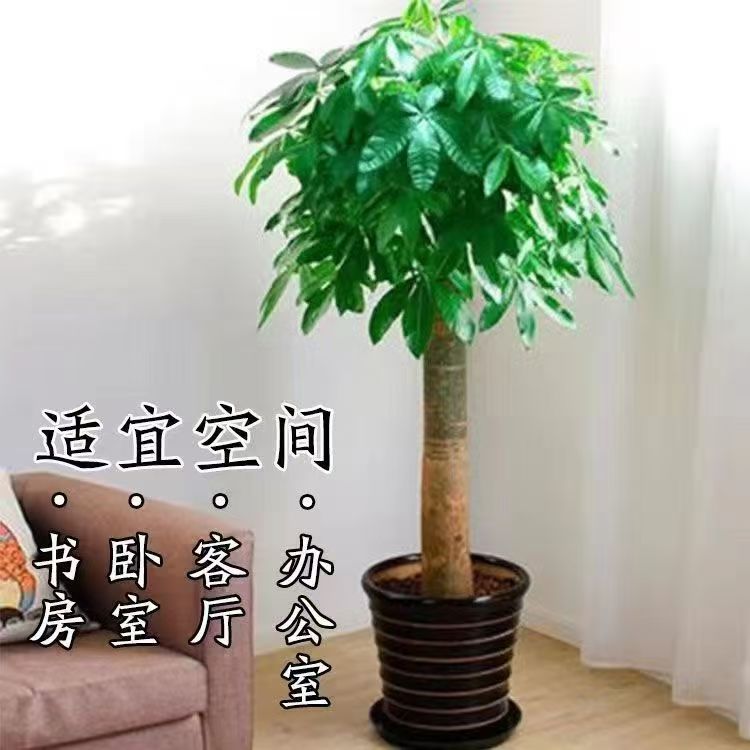 发财树客厅室内植物开业送礼办公室净化甲醛绿植盆栽