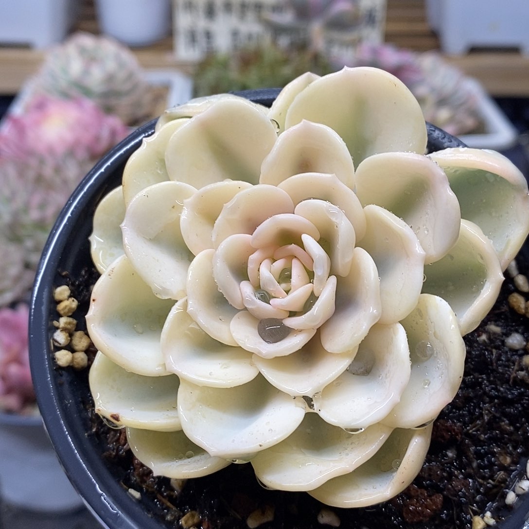 02217 美尻宽覆轮锦带崽 需延时发货