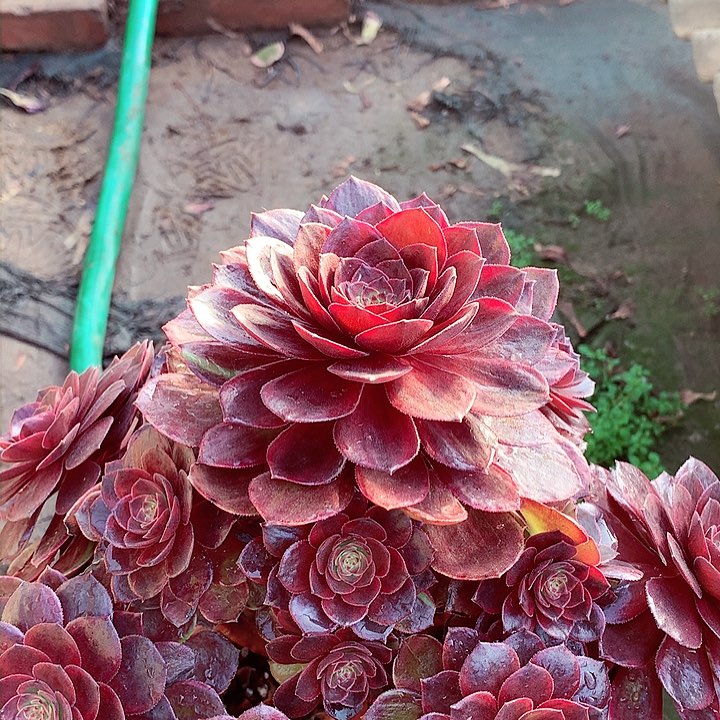 万黑老桩，多肉植物