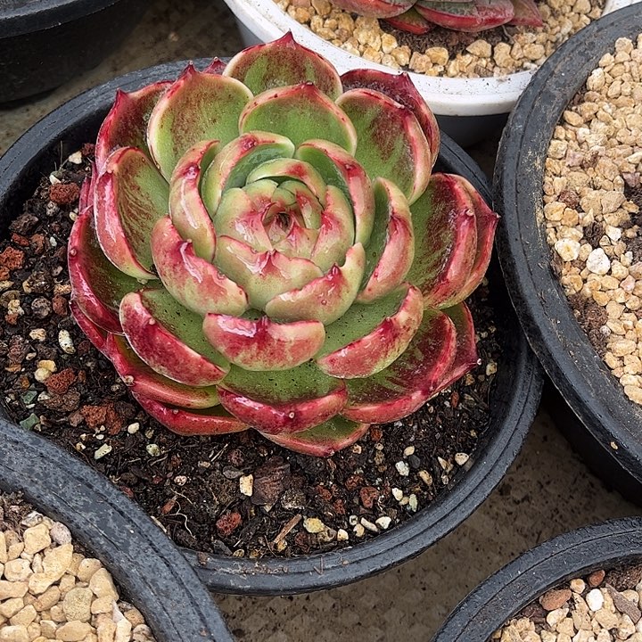 惊鸿仙子一物一拍，10厘米左右