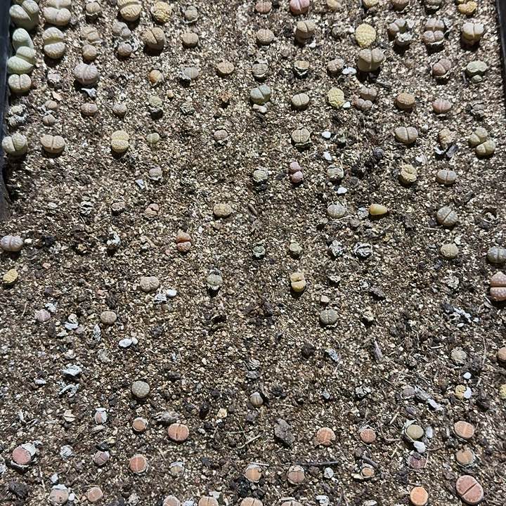 生石花1111。   766