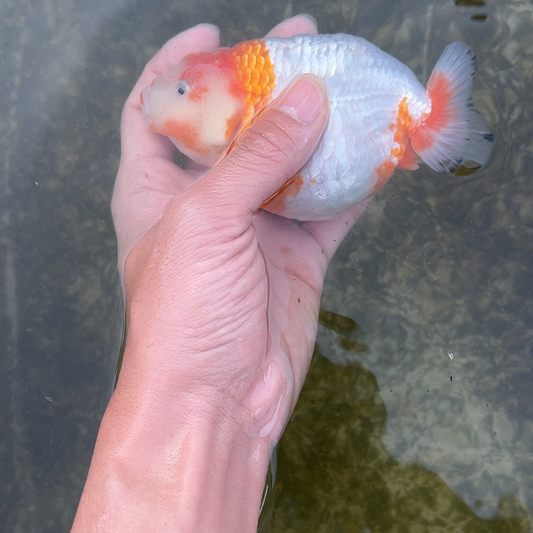 金鱼木木与兰寿专场金鱼