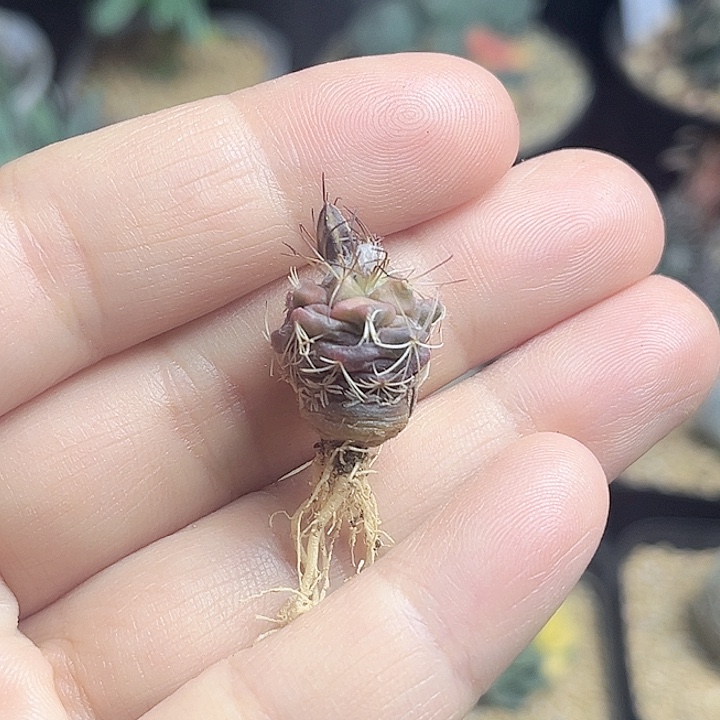 娇丽实生球一颗1.4公分